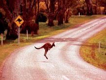 australia-canguro