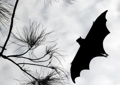 pipistrelli impediscono lezione in Romania
