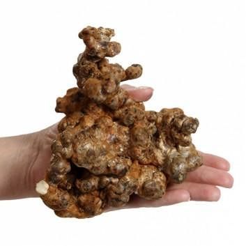 Funghi allucinogeni Psylocybe Dragon Funghi allucinogeni Psylocybe Dragon