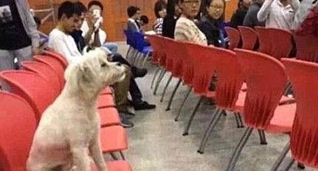 Cina: soppresso Casper, il cane che seguiva le lezioni