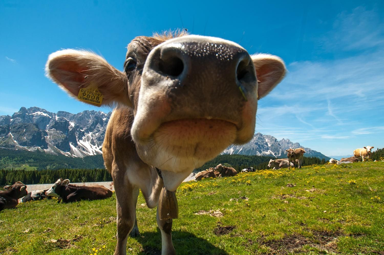 mucca