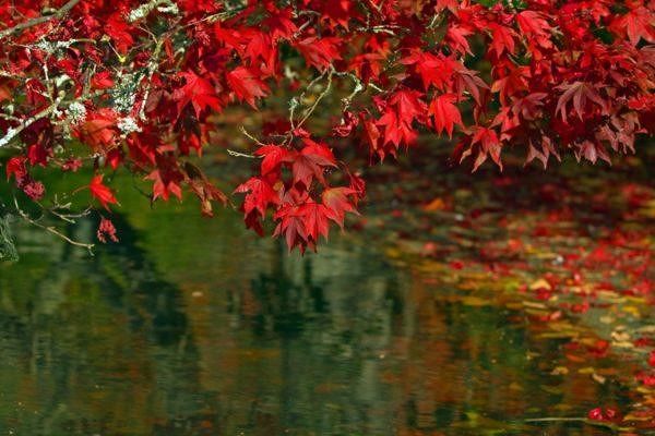 autumn_leaves_autumnal_leaves_fall_colorful_trees_autumn_mood_red-1251802.jpg!d