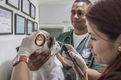 test veterinaria 2018 risultati online