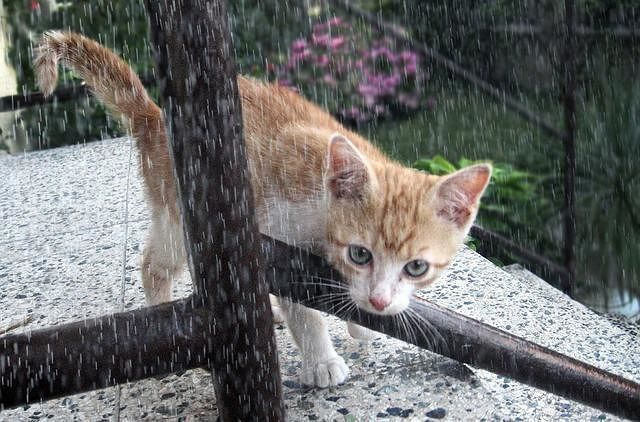 it's-raining-cats-dogs