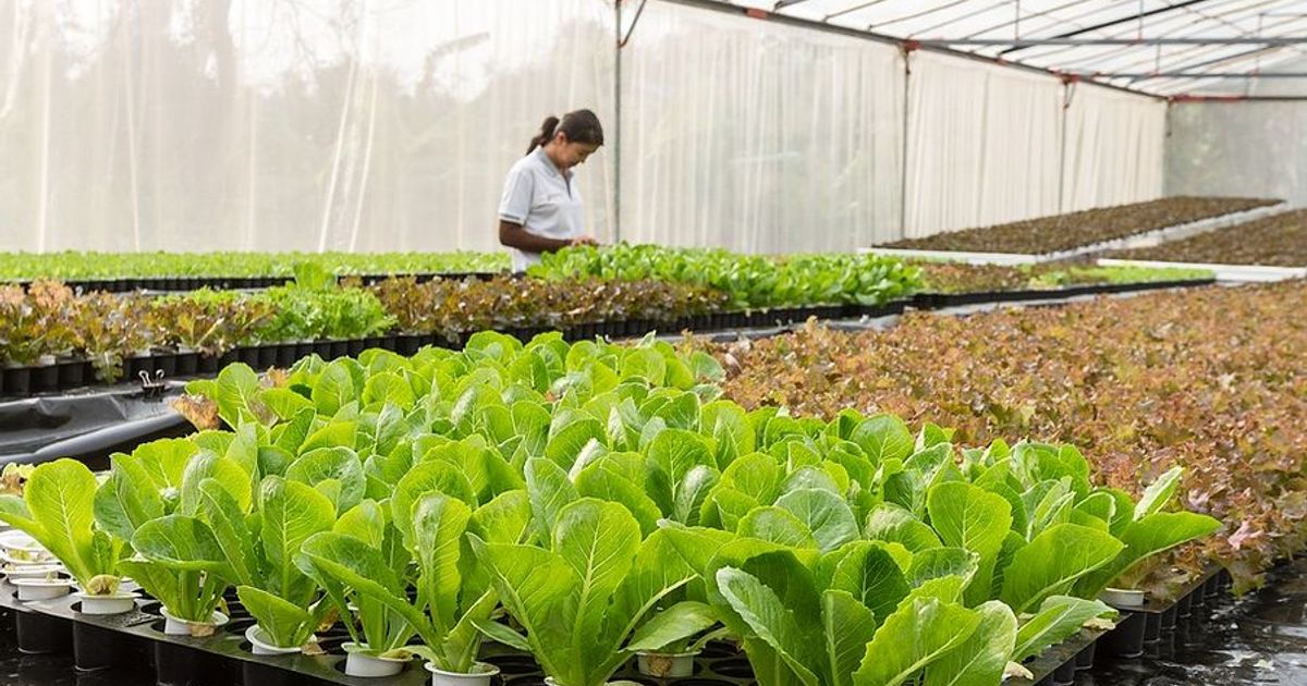 Materie Maturità 2020 Agraria: le scelte del Miur e commissari esterni