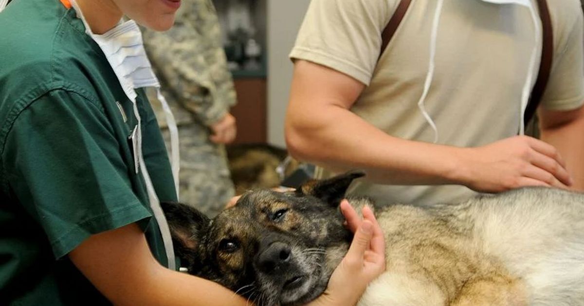 Come Superare Il Test Di Veterinaria
